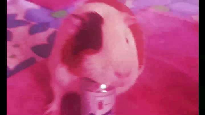 Guinea Pig